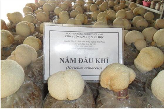 Nấm hầu thủ Học Viện Nông nghiệp Việt Nam