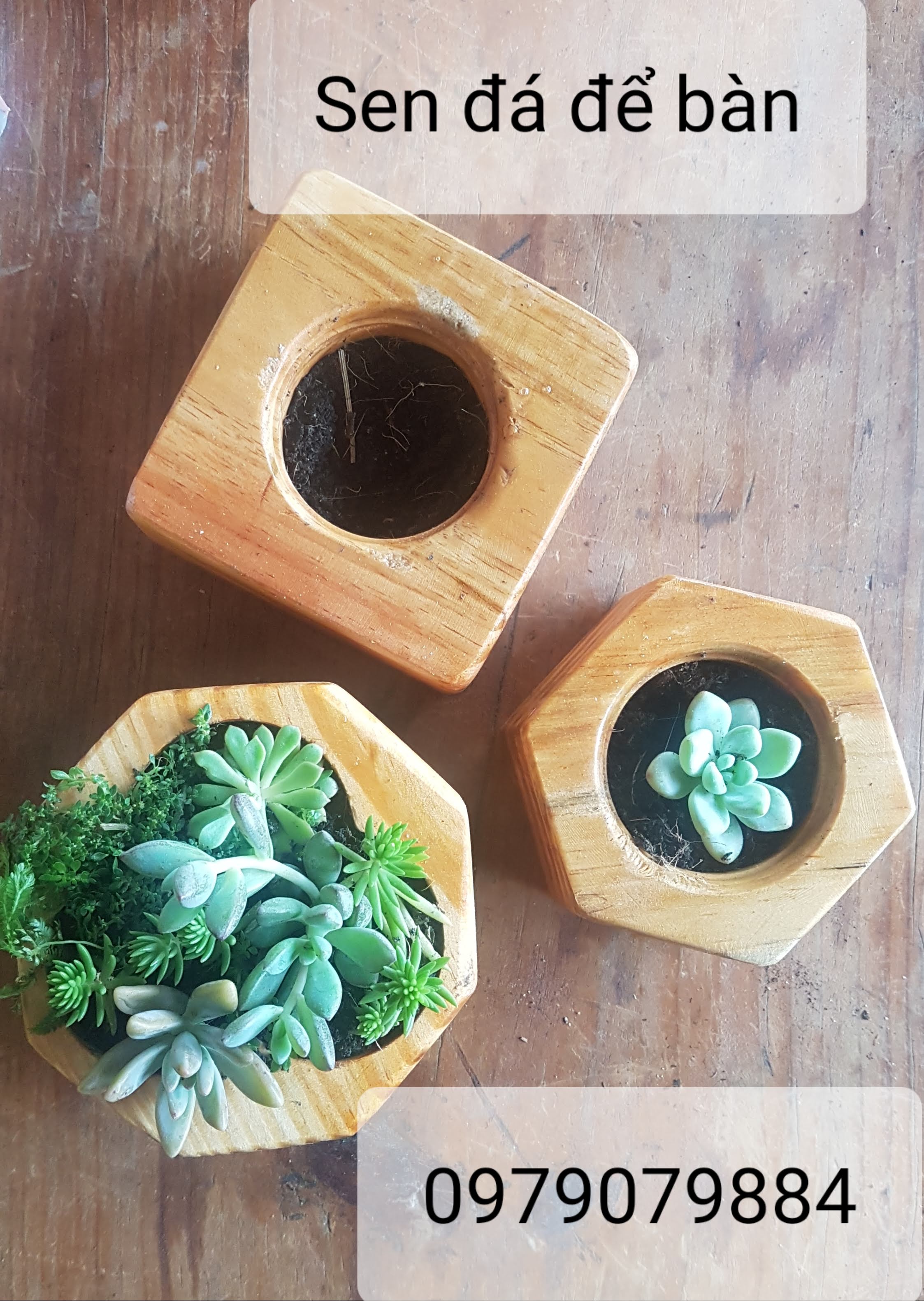 Combo chậu gỗ nhỏ trồng sen đá - 59k