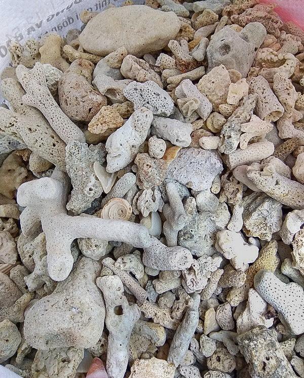 San hô vụn lọc nước bể cá