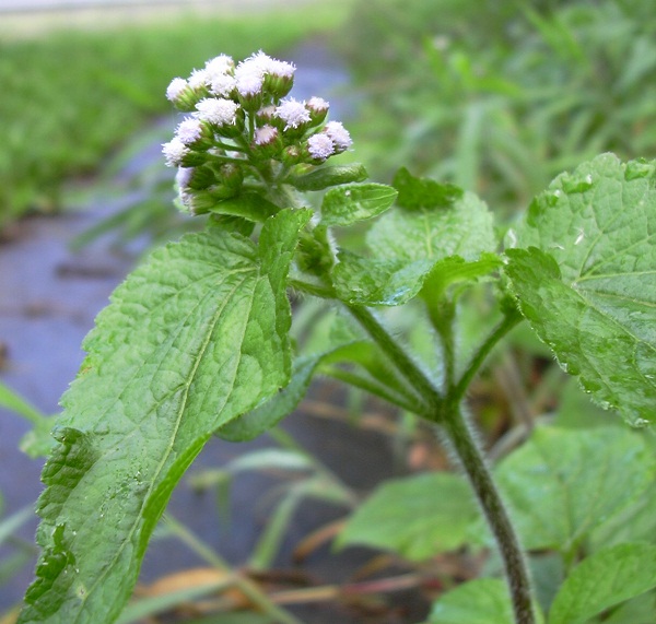 Cây ngũ sắc - cỏ cuc heo phơi khô 1 ký
