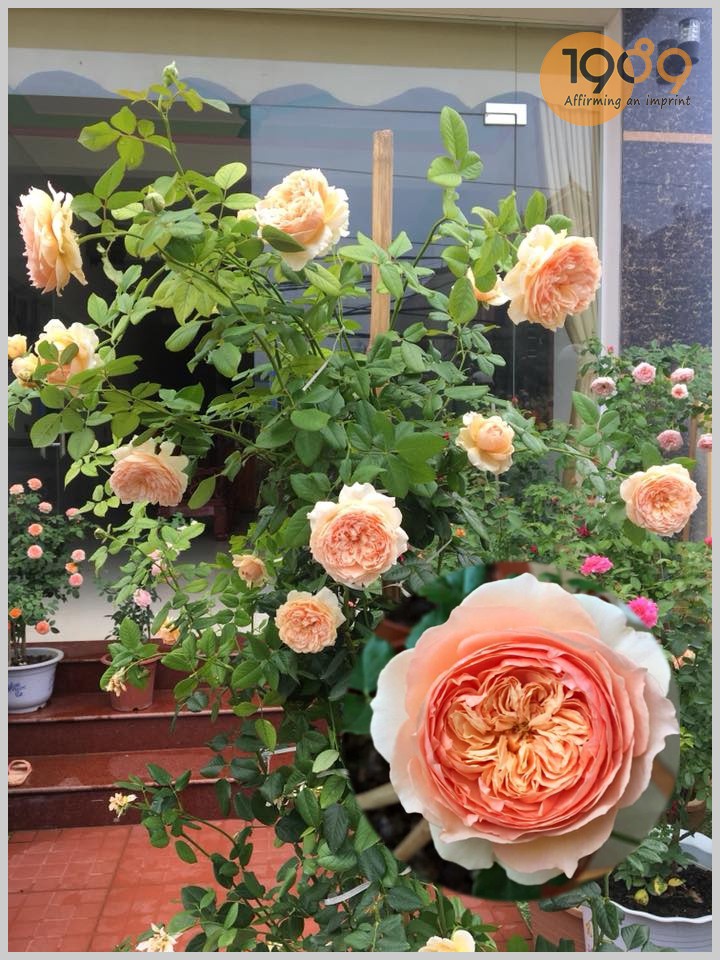 Combo 3 hoa hồng juliet tuyệt đẹp( tặng phân bón và kích rễ hoa hồng leo)