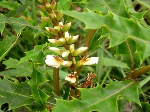 Cây ô rô phơi khô combo 2 ký