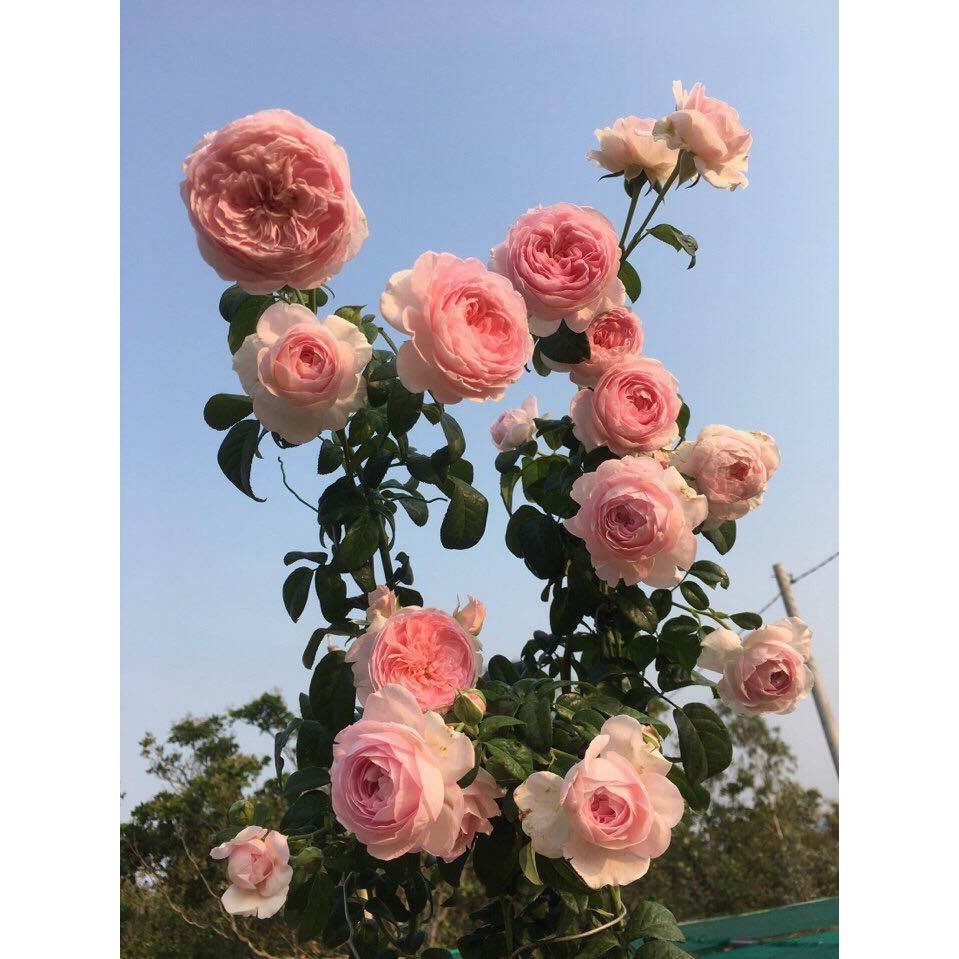 Combo 3 hoa hồng leo Pháp đang mầm cực đẹp