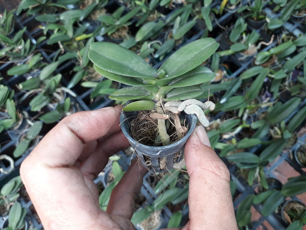 Đai châu lá mít đủ màu