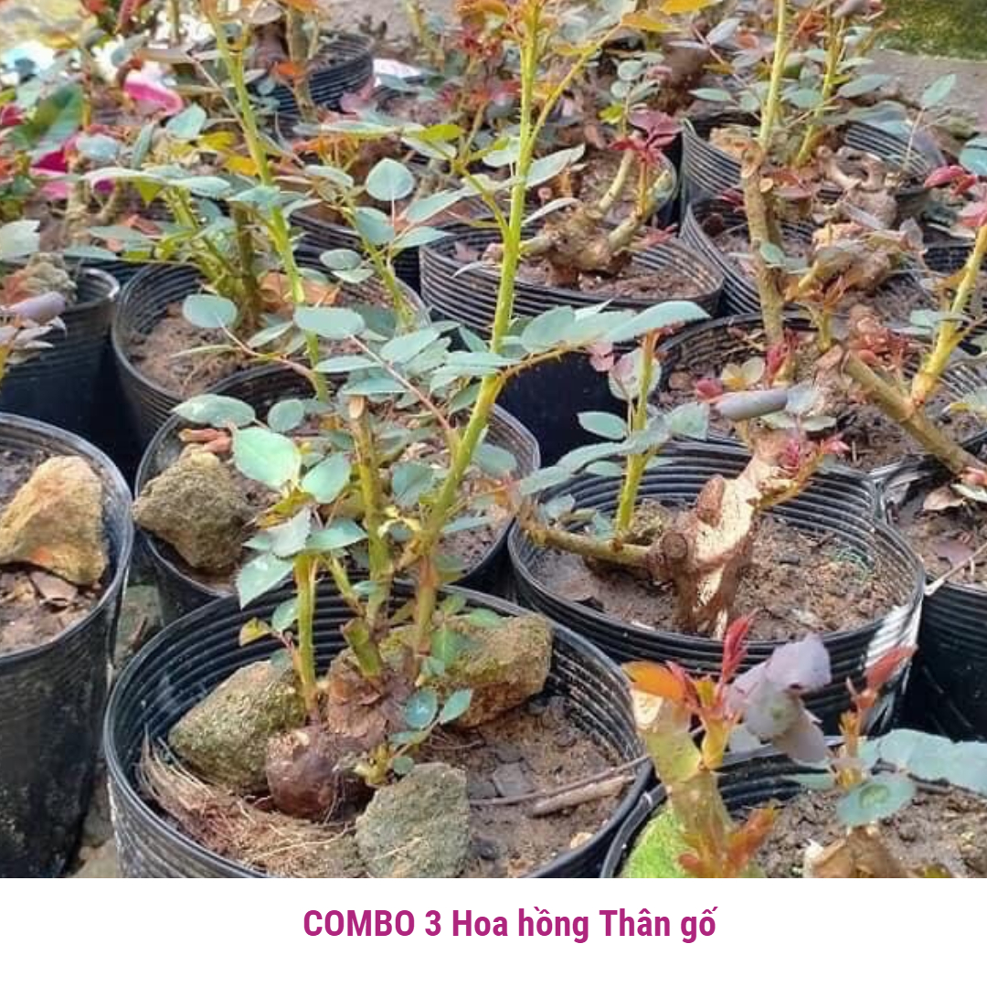 COMBO 3 Hoa hồng thân gỗ gốc siêu to , đang mầm đẹp ( tặng phân bon và kích rễ khi mua từ 3 gốc)