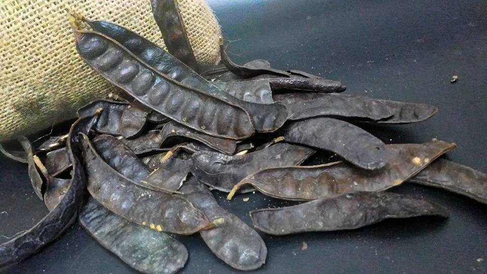 Bồ kết trái khô 500gr