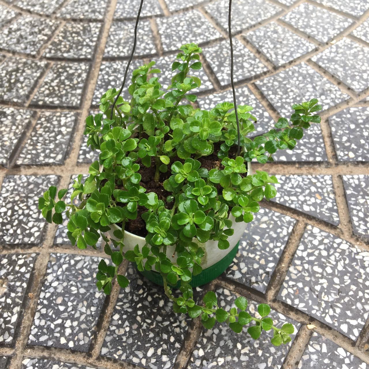 CÂY VẨY RỒNG (cây vảy rồng) - CÂY LÁ RŨ TRỒNG CHẬU TREO - SẢN PHẨM THẬT NHƯ ẢNH 1 VÀ 2