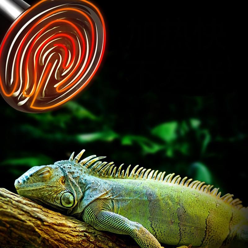 ĐÈN sưởi hồng ngoại bằng sứ phát nhiệt sưởi ấm cho thú cưng - bò sát