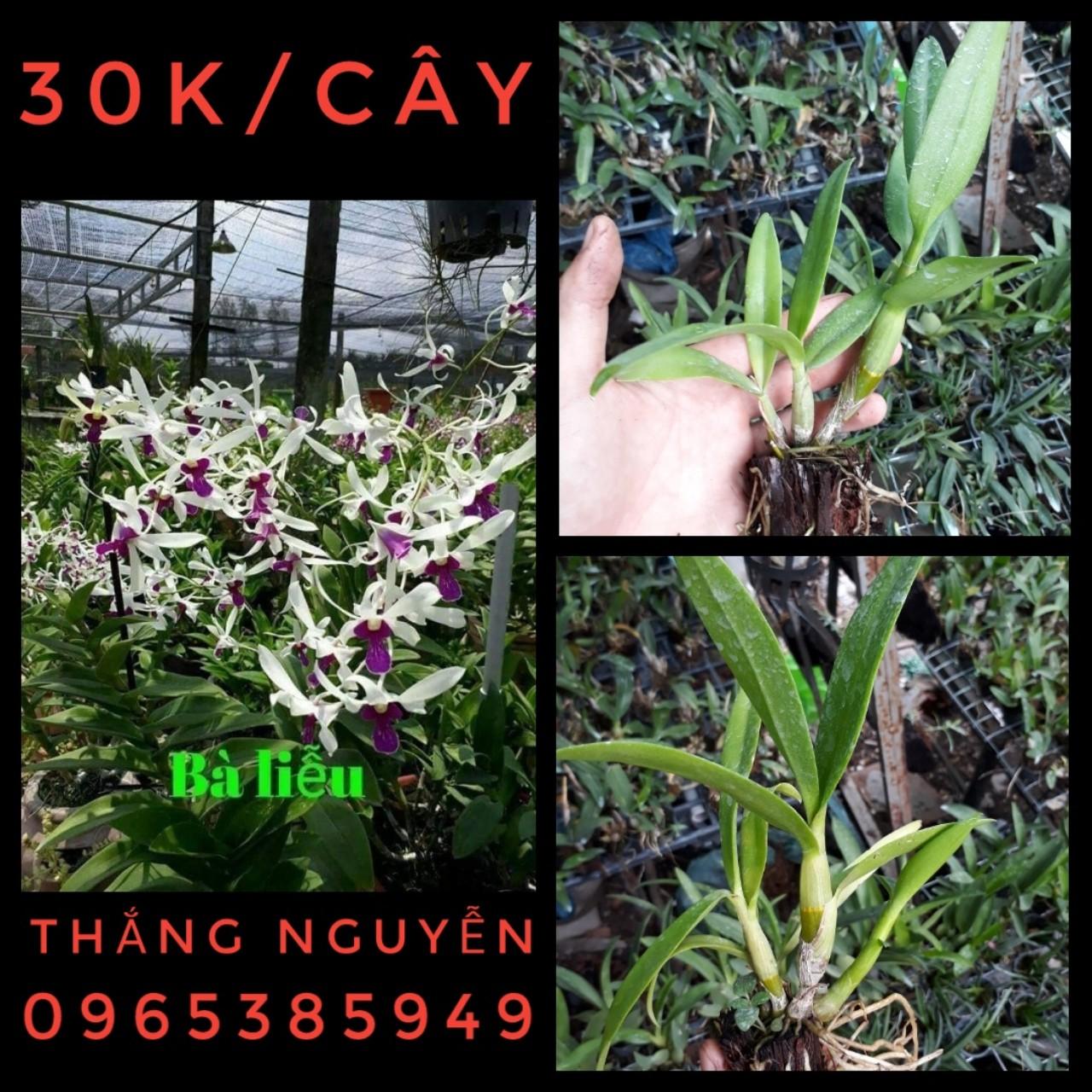 5 cây bà liễu xưa