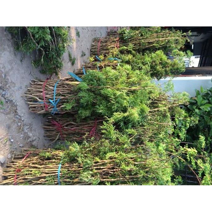 Cành Đinh Lăng Nếp Bắc ( 5 cành)