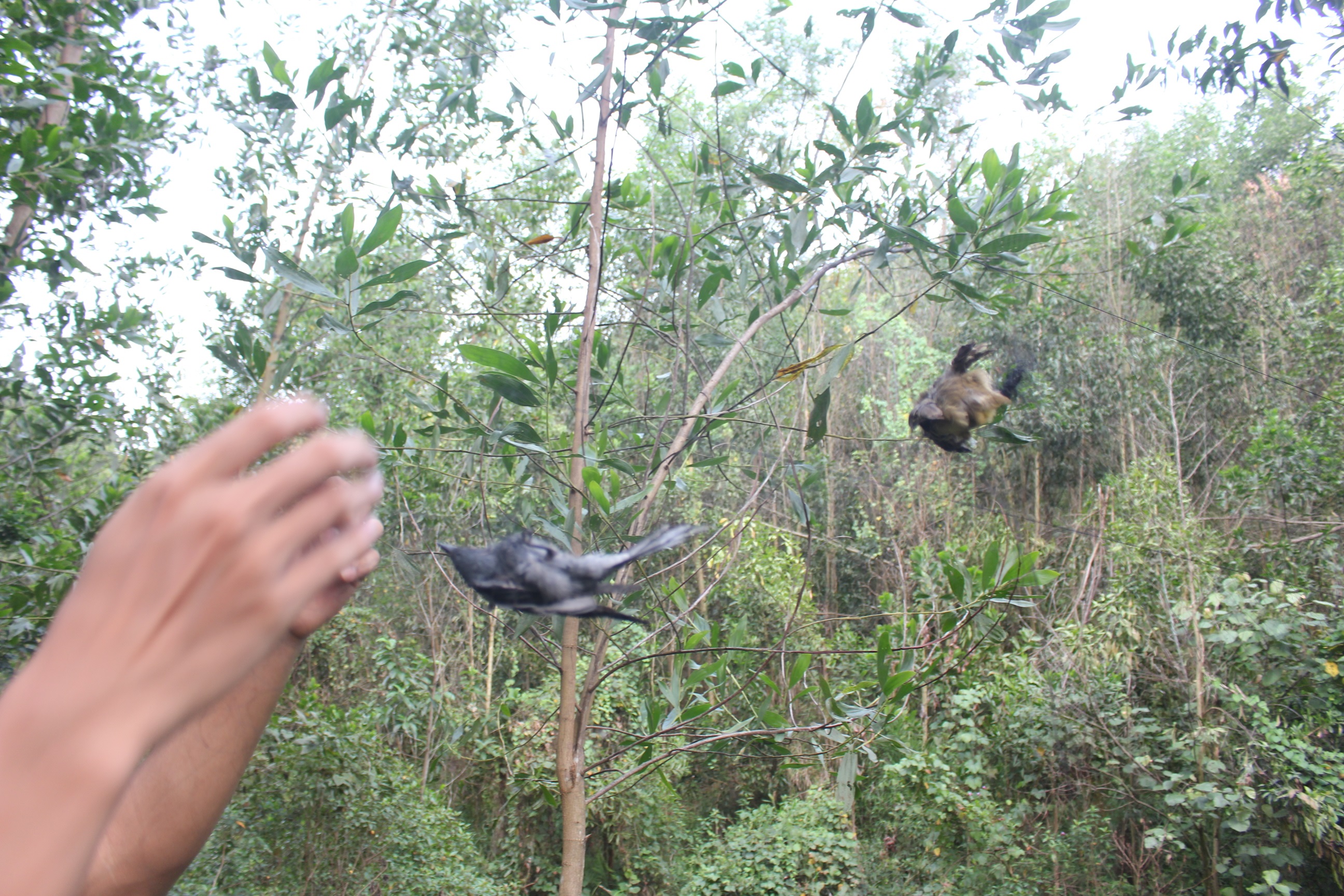 60m Lưới Tàng hình màu đen mắt lỗ 4 phân cao 6 mét, 5 dây 4 túi Bẫy Tổng Hợp Chim sẻ , Chào Mào , Trao Trảo và các loại chim cùng kích cỡ