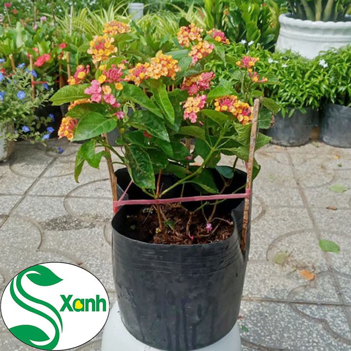 Cây hoa Trâm ổi, hoa ngũ sắc