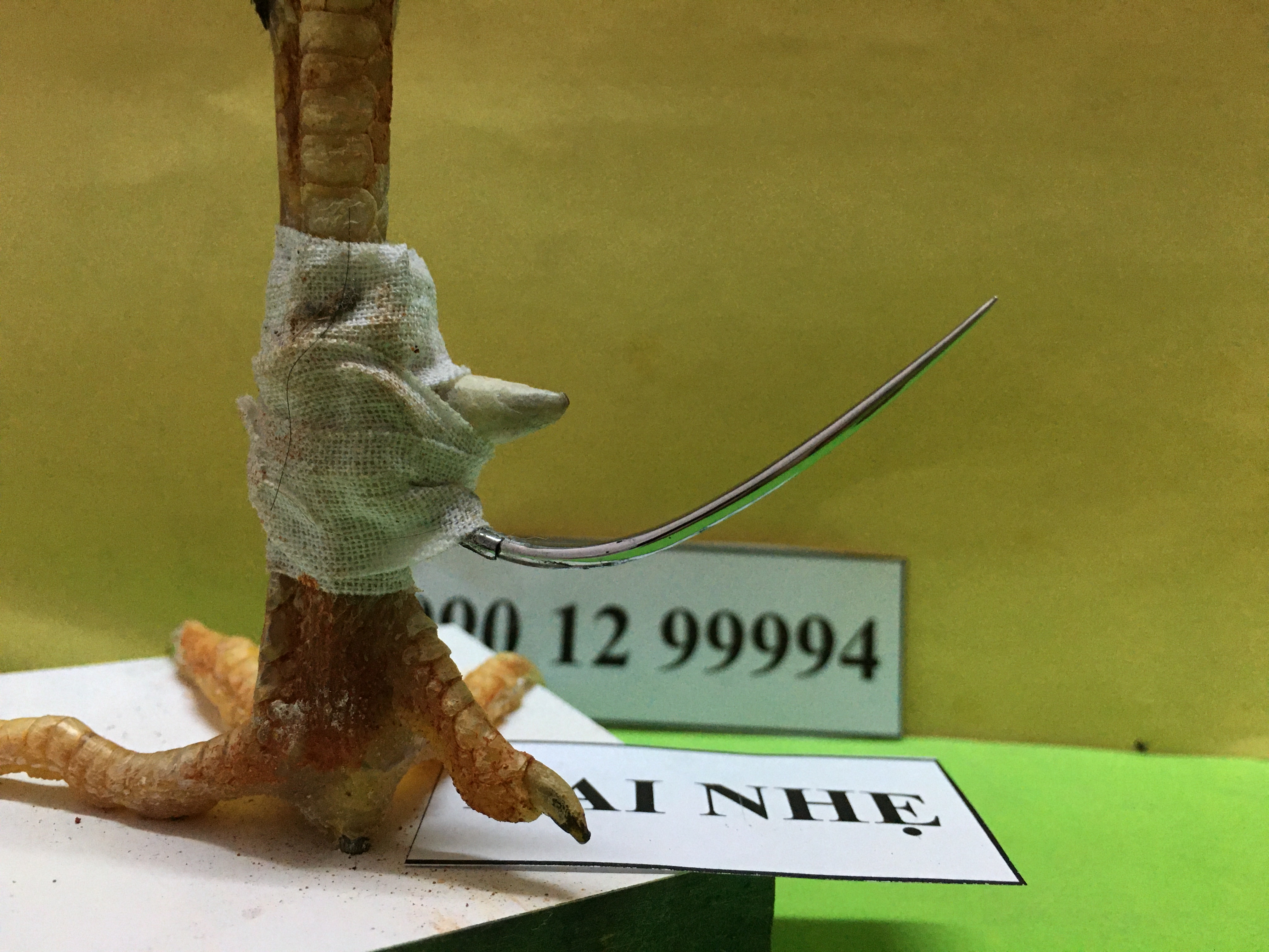 [HCM]Cựa gà tre thông 40 gọng lai nhẹ  Free Ship toàn quốc