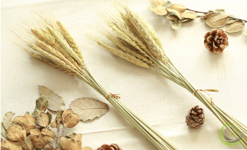 [HCM]Bó lúa mạch khô