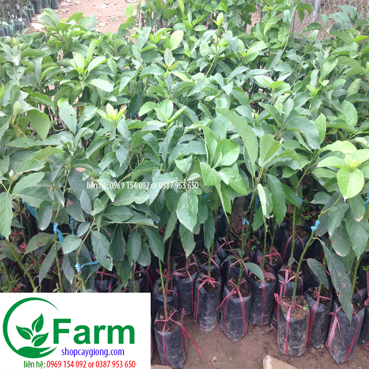 cây bơ booth 07  tặng thêm cây mặc định