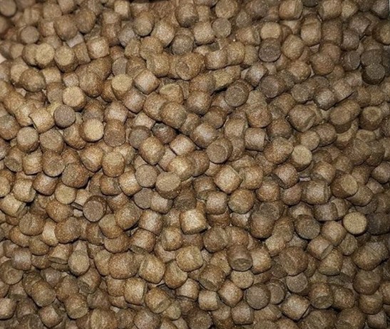 1 kg cám sá chép koi stella size s5