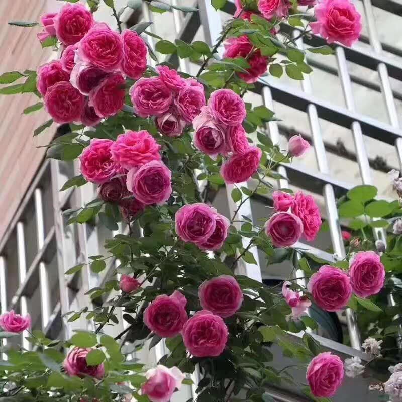 Combo 5 gốc hoa hồng leo Pháp đầy đủ các màu tặng phân bón và kích rễ