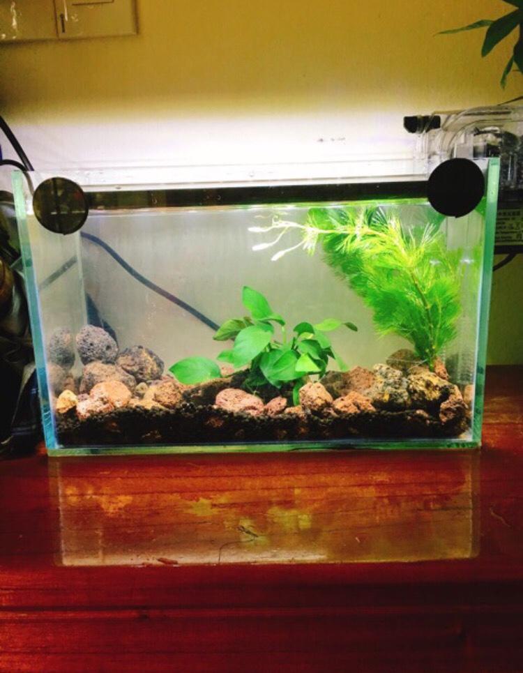 Mienphivanchuyen- Combo bể cá + đèn + lọc thác ( tặng phụ kiện trang trí) - Bể cá cảnh để bàn giá rẻ