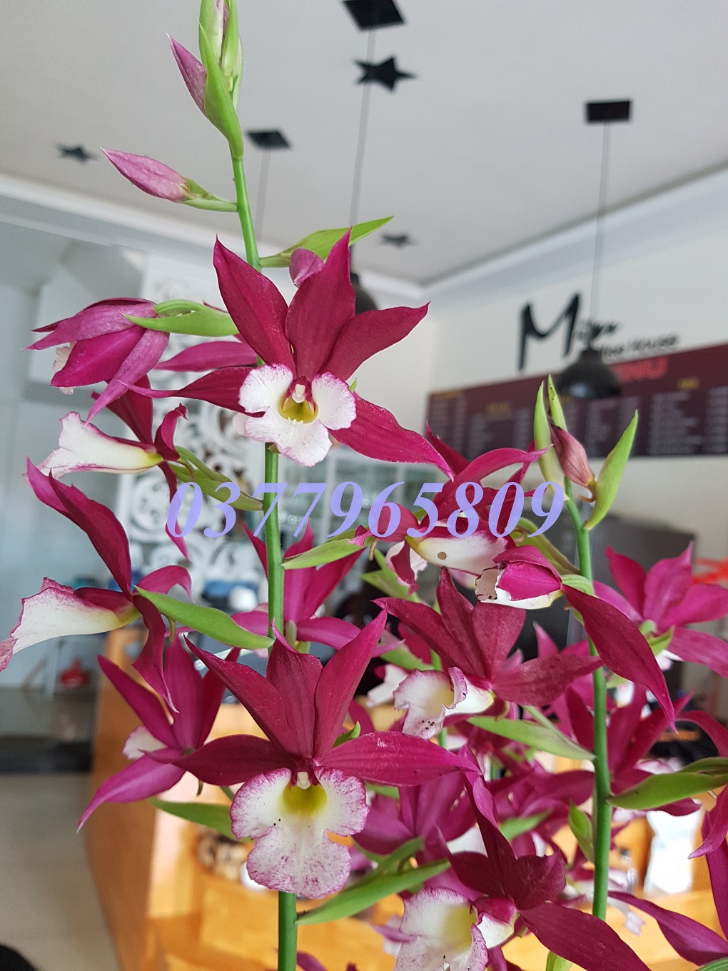 Địa Lan Hạc Đỉnh Đột Biến, Hạc Đỉnh Môi Tuyết