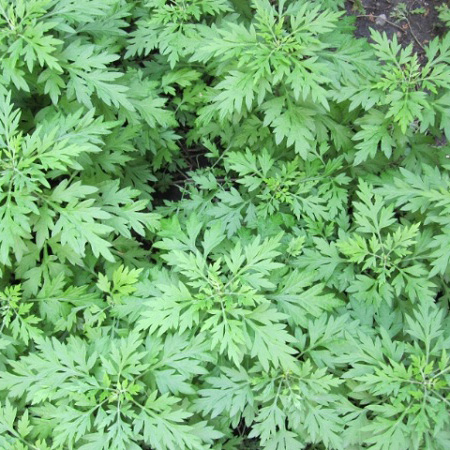 Cây ngãi cứu phơi khô 500 gam