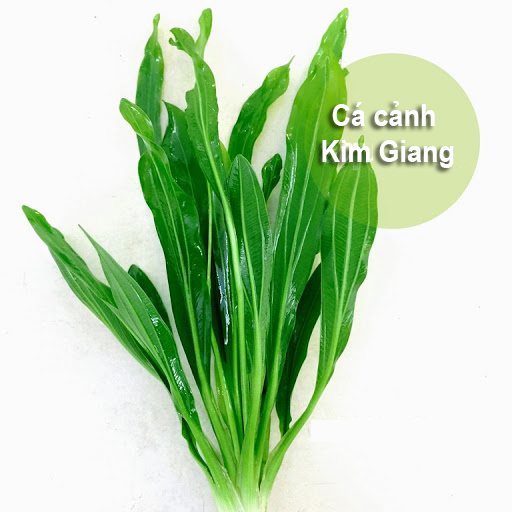 Cây lưỡi mèo - Cây thủy sinh lớn nhanh và phát triển mạnh