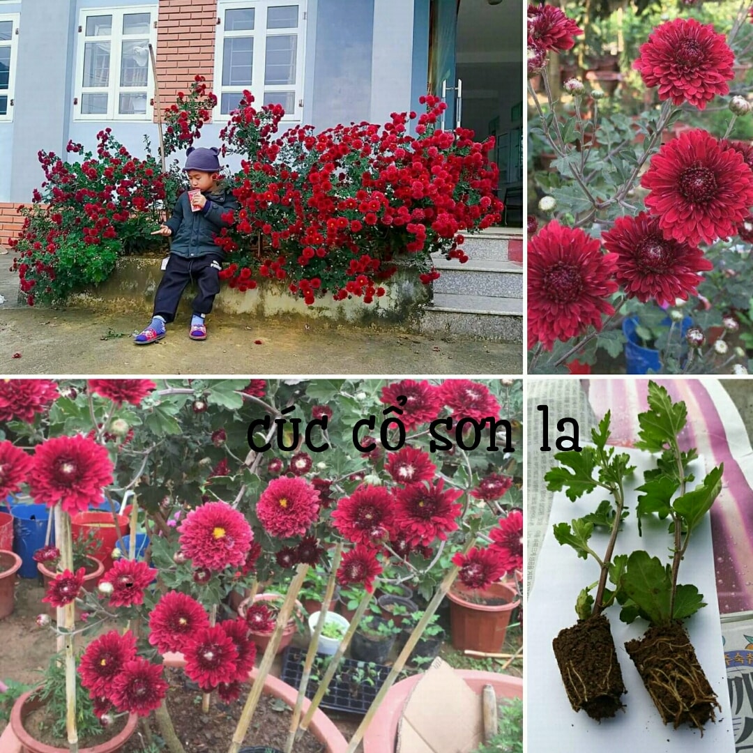 Cúc giống các loại