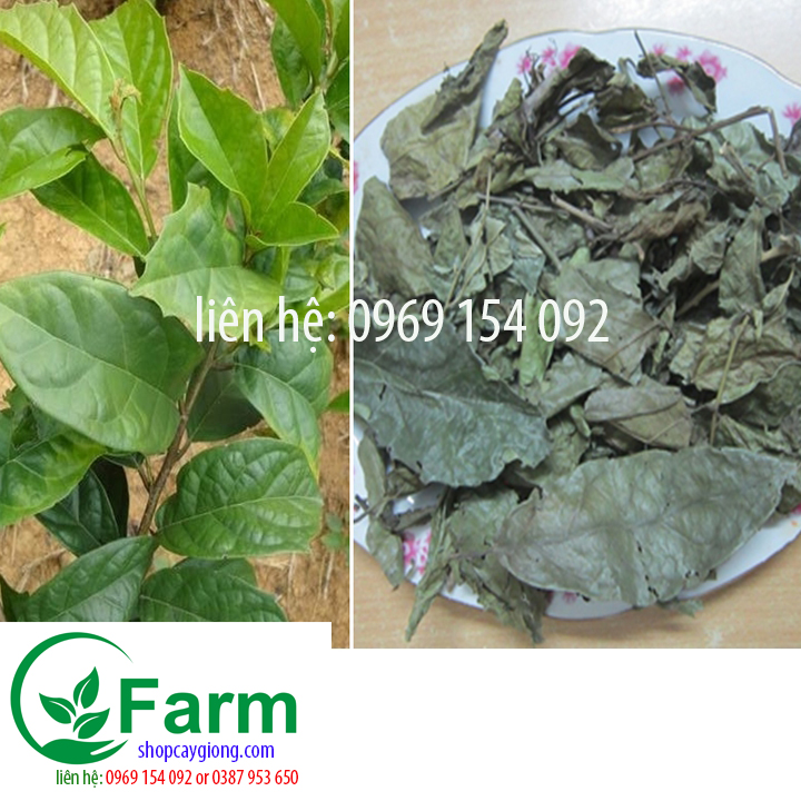 Cây sạ đen loại nhỏ
