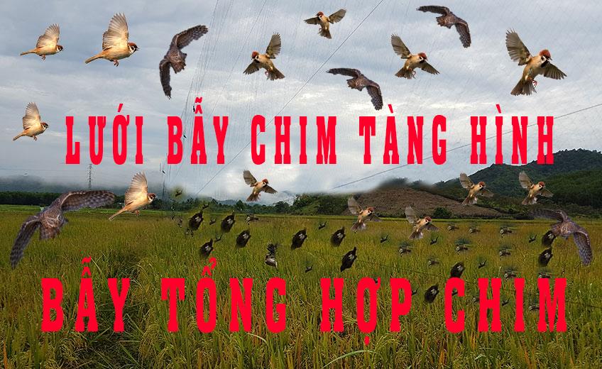 Lưới bẫy quốc , bịp , gà đồng chim đêm dài 50m mắt 7p sợi 20 cao 8m5 5 dây 4 túi lưới đen tàng hình