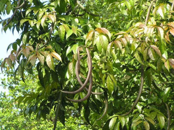 Cây quao phơi khô 1 ký