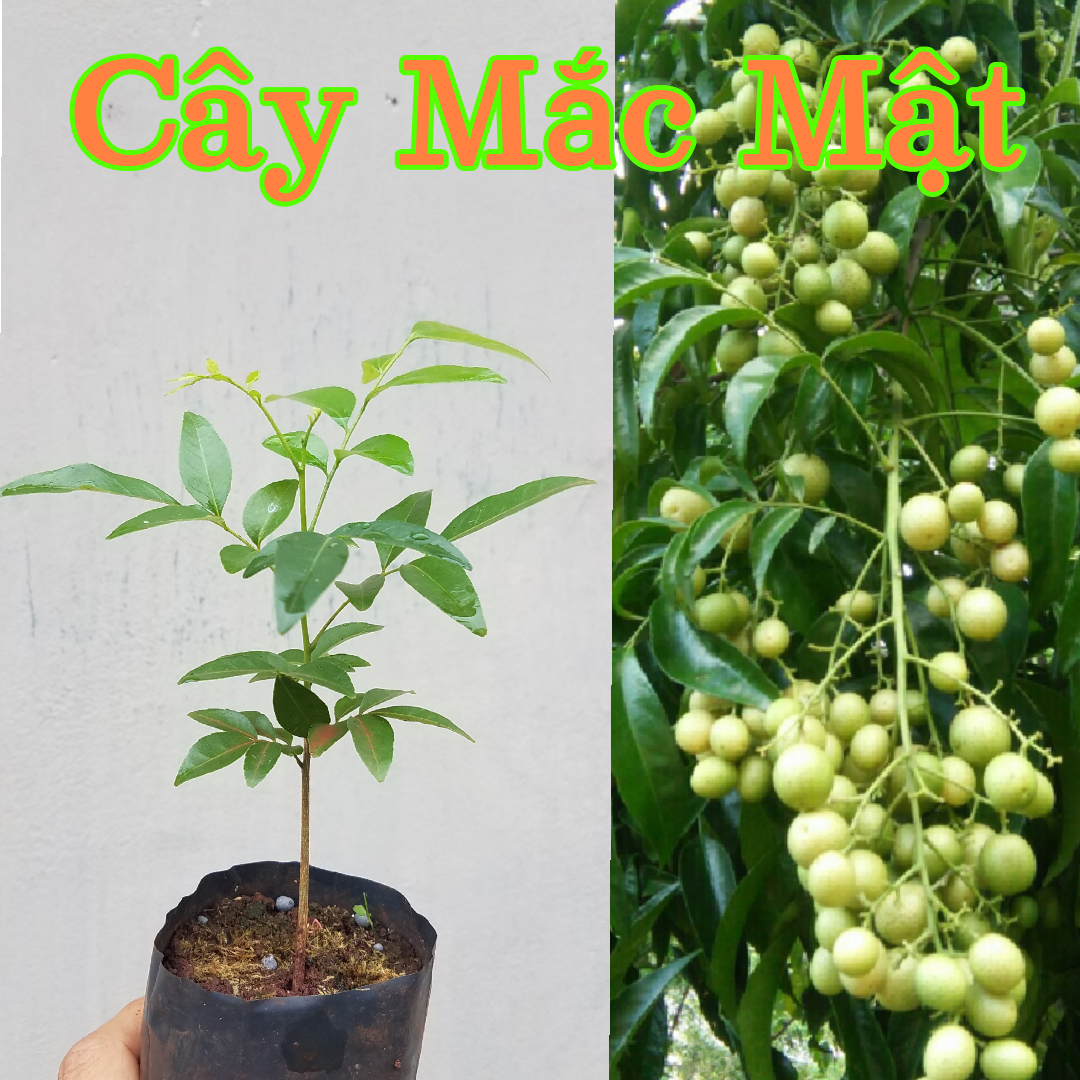 Cây giống mắc mật (1 cây), cây móc mật, Lá ướp vịt nướng, ngâm măng chua