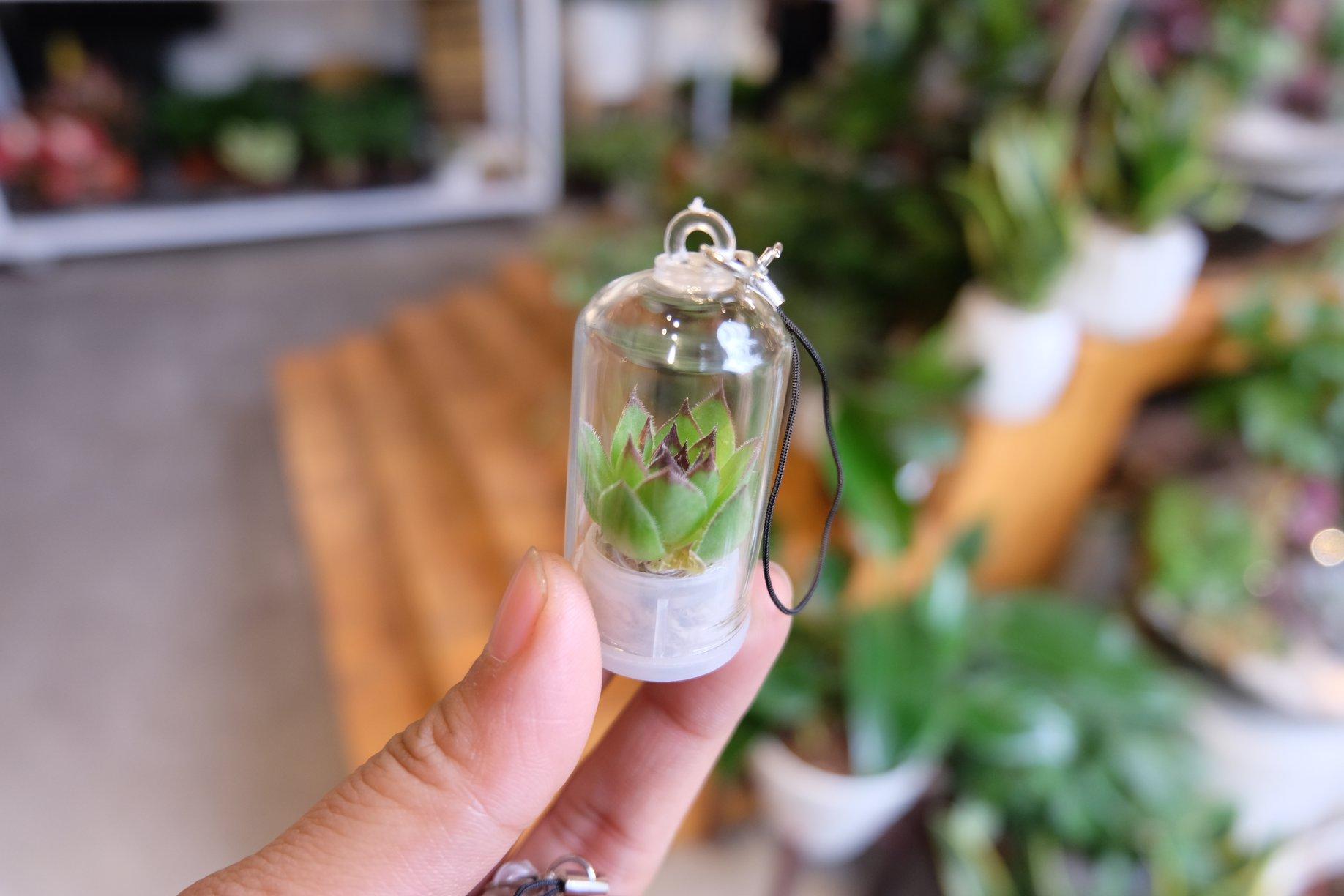 Móc khóa may mắn xương rồng, sen đá
