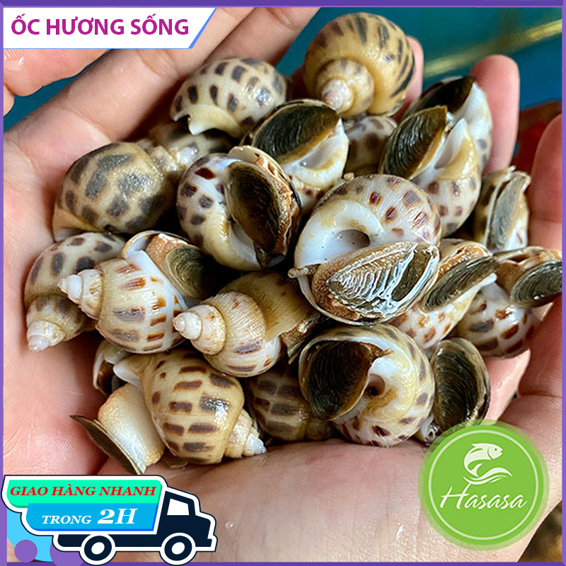 Ốc Hương Sống Loại Vừa (70-80 con/kg) -Túi 500g - Giao Hàng Ngay Tại HCM - Bách hóa hải sản tươi sống Hasasa