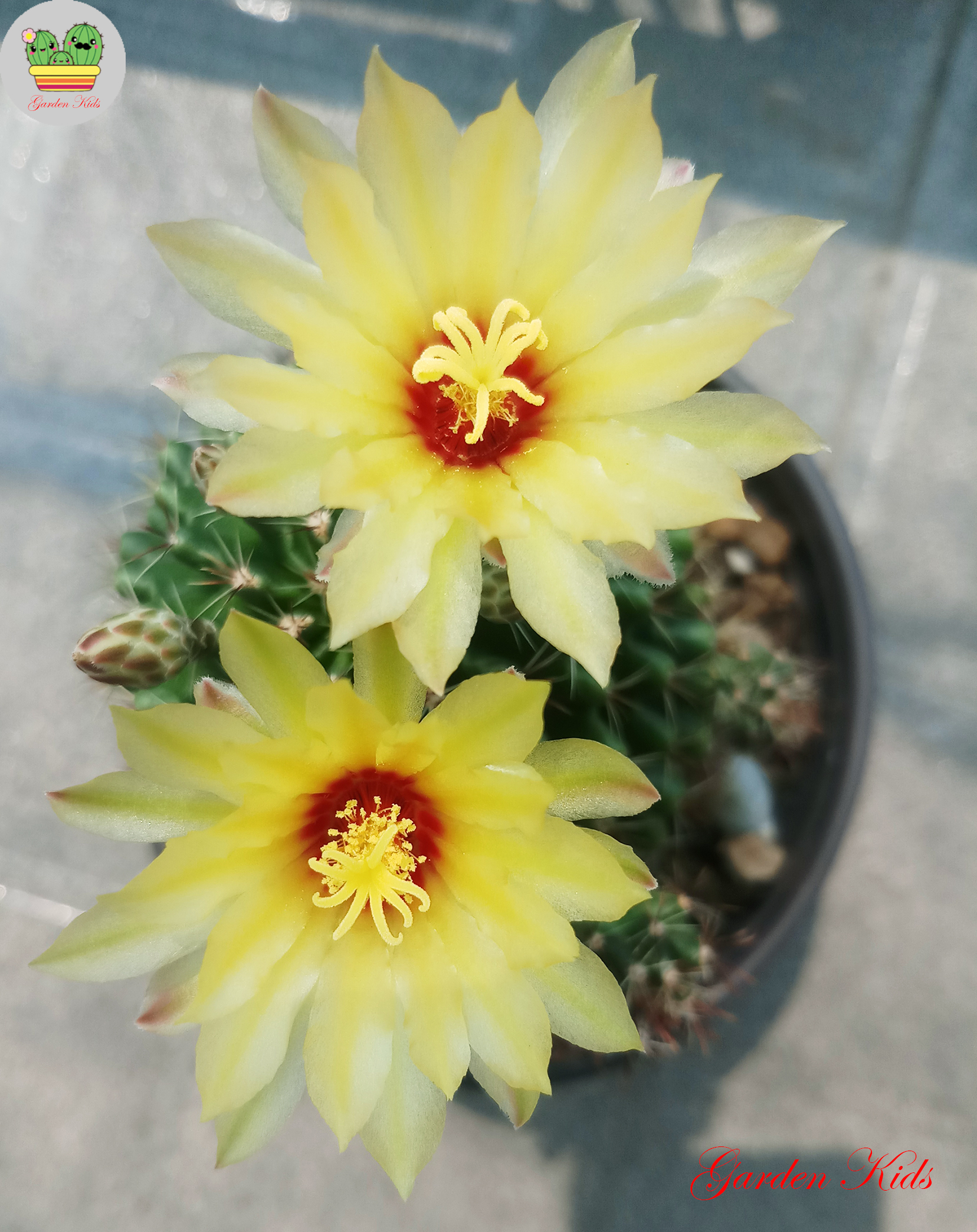 Xương rồng hoa vàng