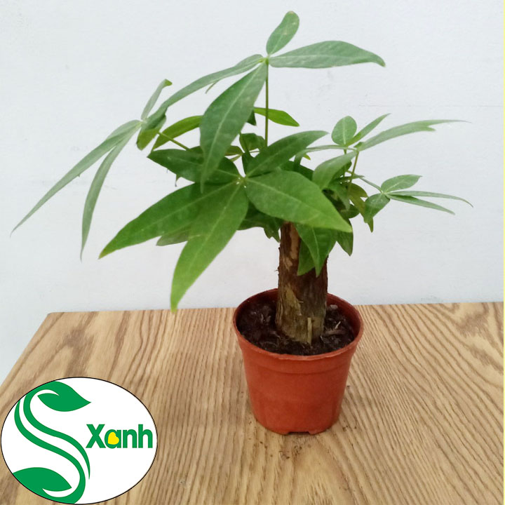 Cây Cảnh Để Bàn Kim Ngân nhất trụ Nhí