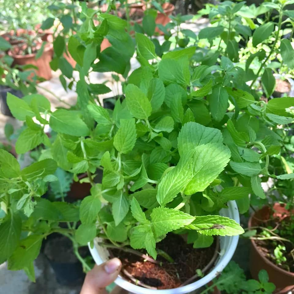 Bạc hà âu Euromint size nhỏ