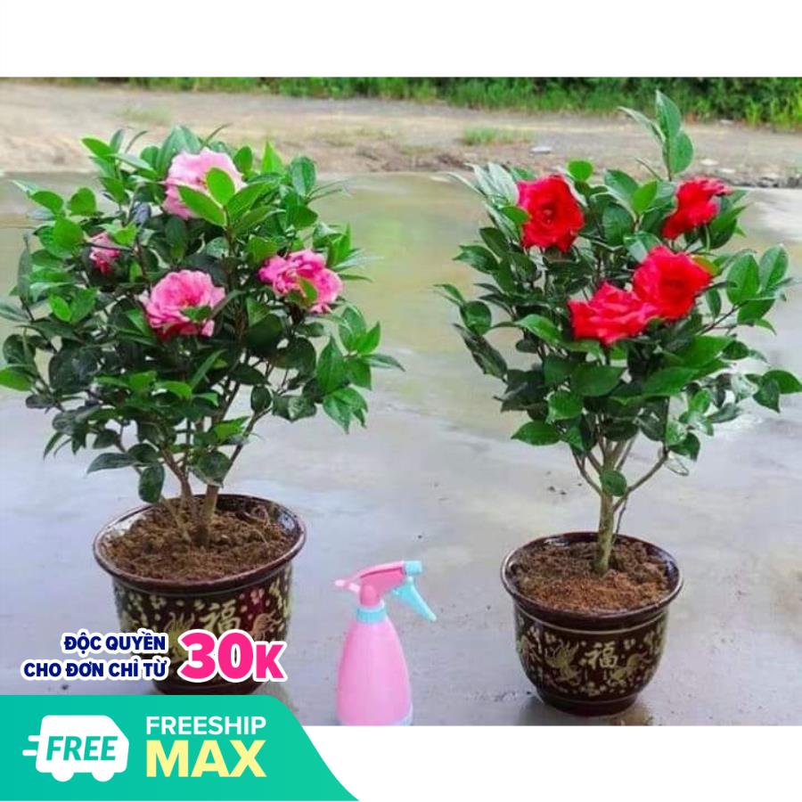 Cây hoa trà my giống (ảnh thật) khỏe mạnh không sâu bệnh dễ chăm sóc, ra hoa sau 6 tháng, Cây sống lâu năm đem lại hiệu quả kinh tế cao và làm cảnh