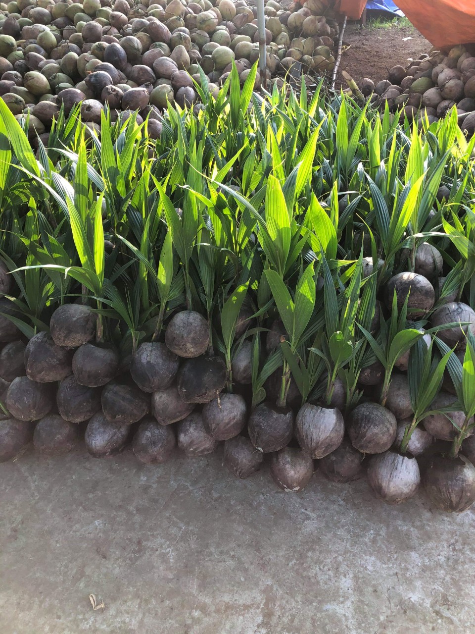 dừa xiem xanh lùn