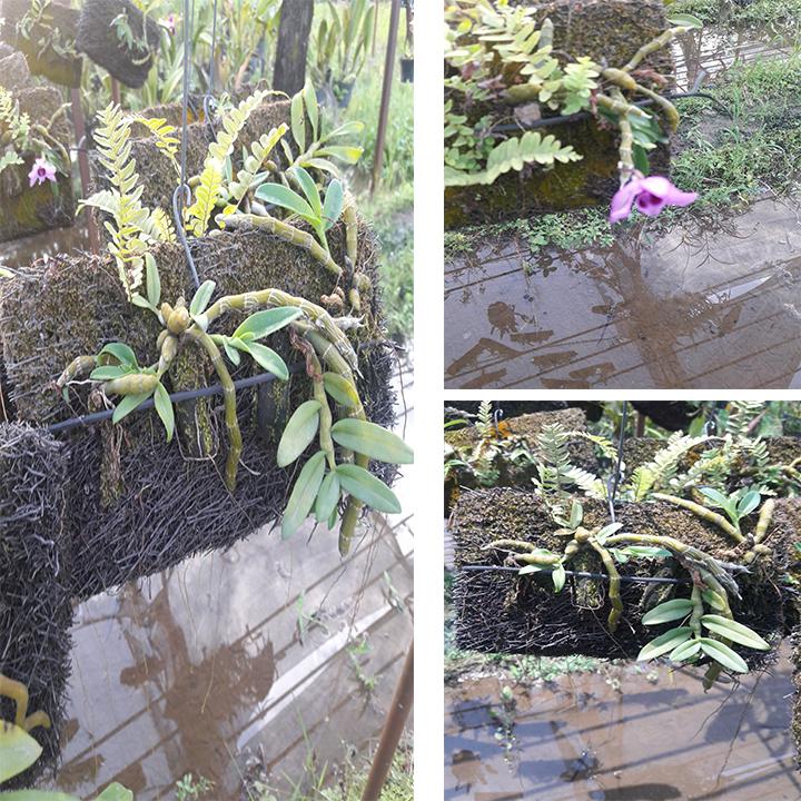 [HCM]LAN TRẦM TÍM TRỒNG TRÊN BẢNG DỚN