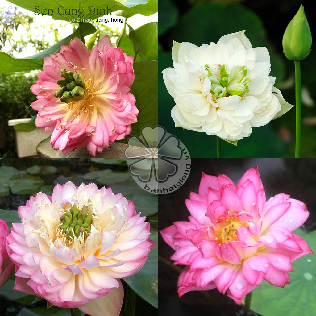 hạt giống SEN CUNG ĐÌNH (SEN BÁCH HỢP) - Gói 10 hạt 2 màu