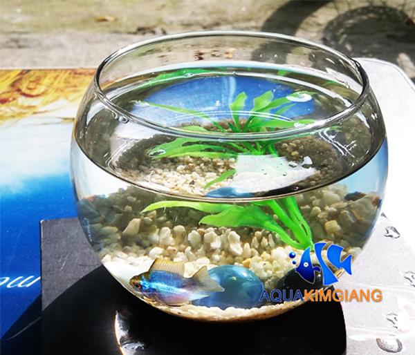 Bình cá cảnh thủy tinh tròn Đẹp