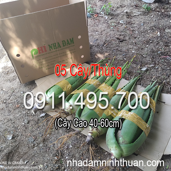 Phi Nha Đam Aloe Vera Mở Bán Nha Đam Giống Thái Cây Lớn Trên 6 Tháng Tuổi Cây Cao 40-60cm Sau 3 Tháng Cho Thu Họach - Zalo 0911495700
