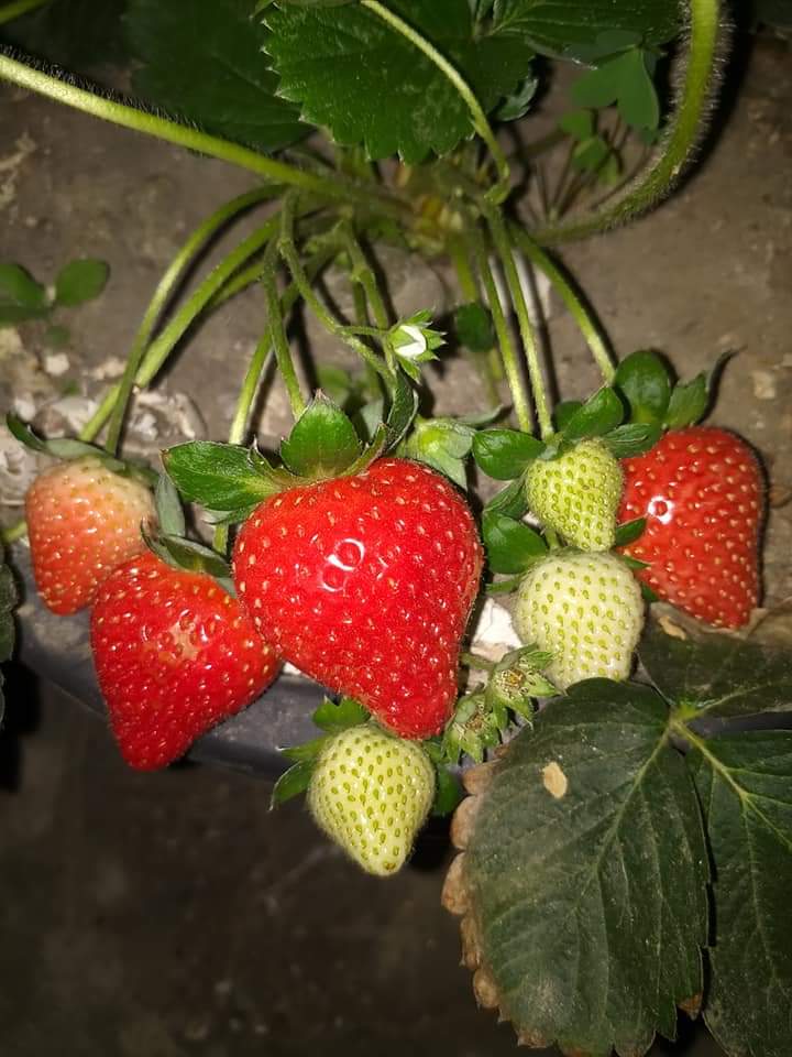 Mô dâu tây Pháp chùm trái ngọt lãng mạn