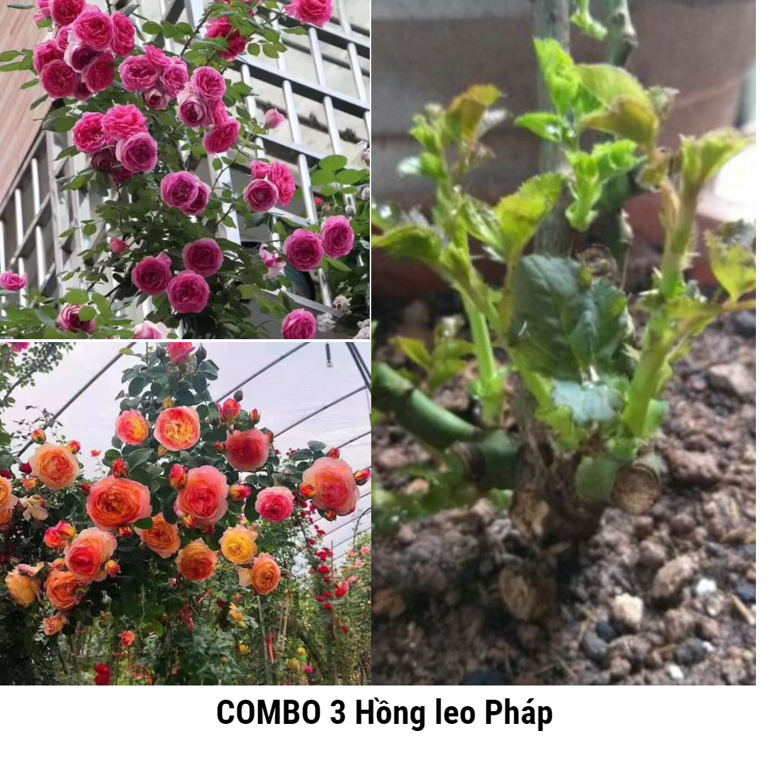 Combo 3 hoa Hoa hồng leo Phap đầy đủ các màu tặng phân bón và kích rễ