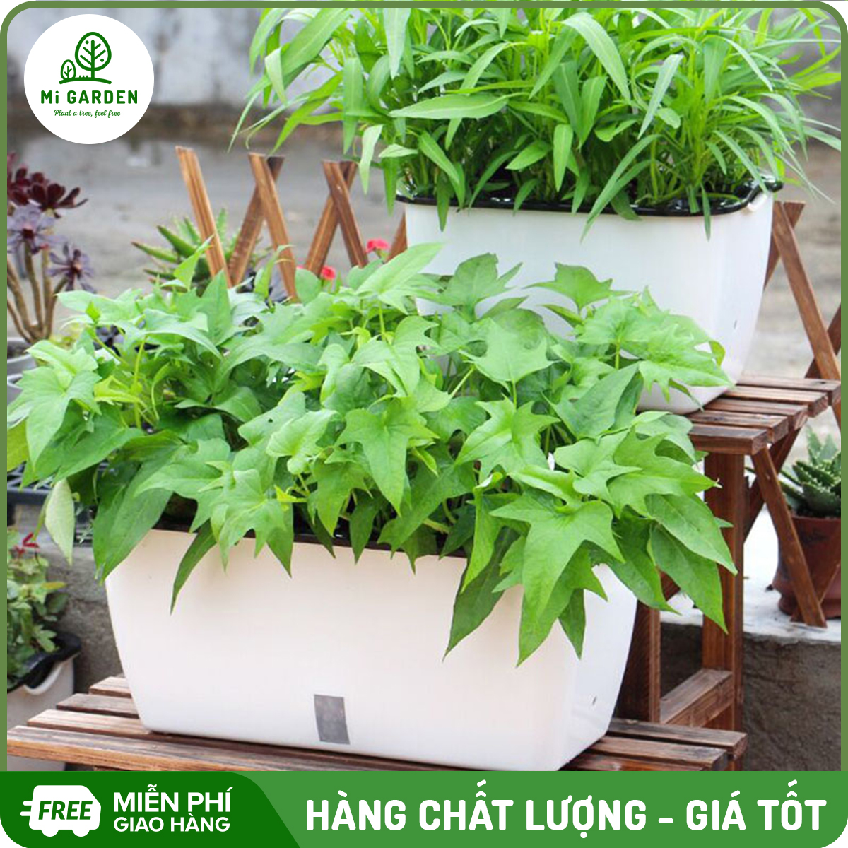 Chậu trồng rau thông minh Mi Garden, chậu có 2 lớp tự tưới giúp bạn trồng rau dễ dàng trong gia đình hoặc văn phòng, đặc biệt dành riêng cho các bạn không có nhiều thời gian chăm rau, chậu đẹp và bền, dùng để bàn, bếp hoặc ban công đều được