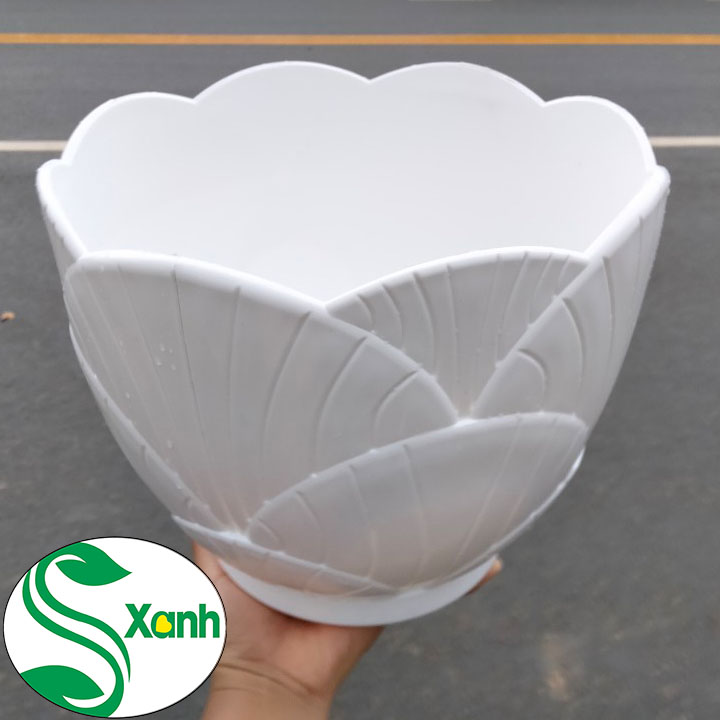 Chậu sò nhựa trồng cây