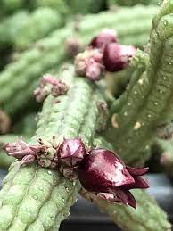 Xương rồng sao biển hoa trái lựu