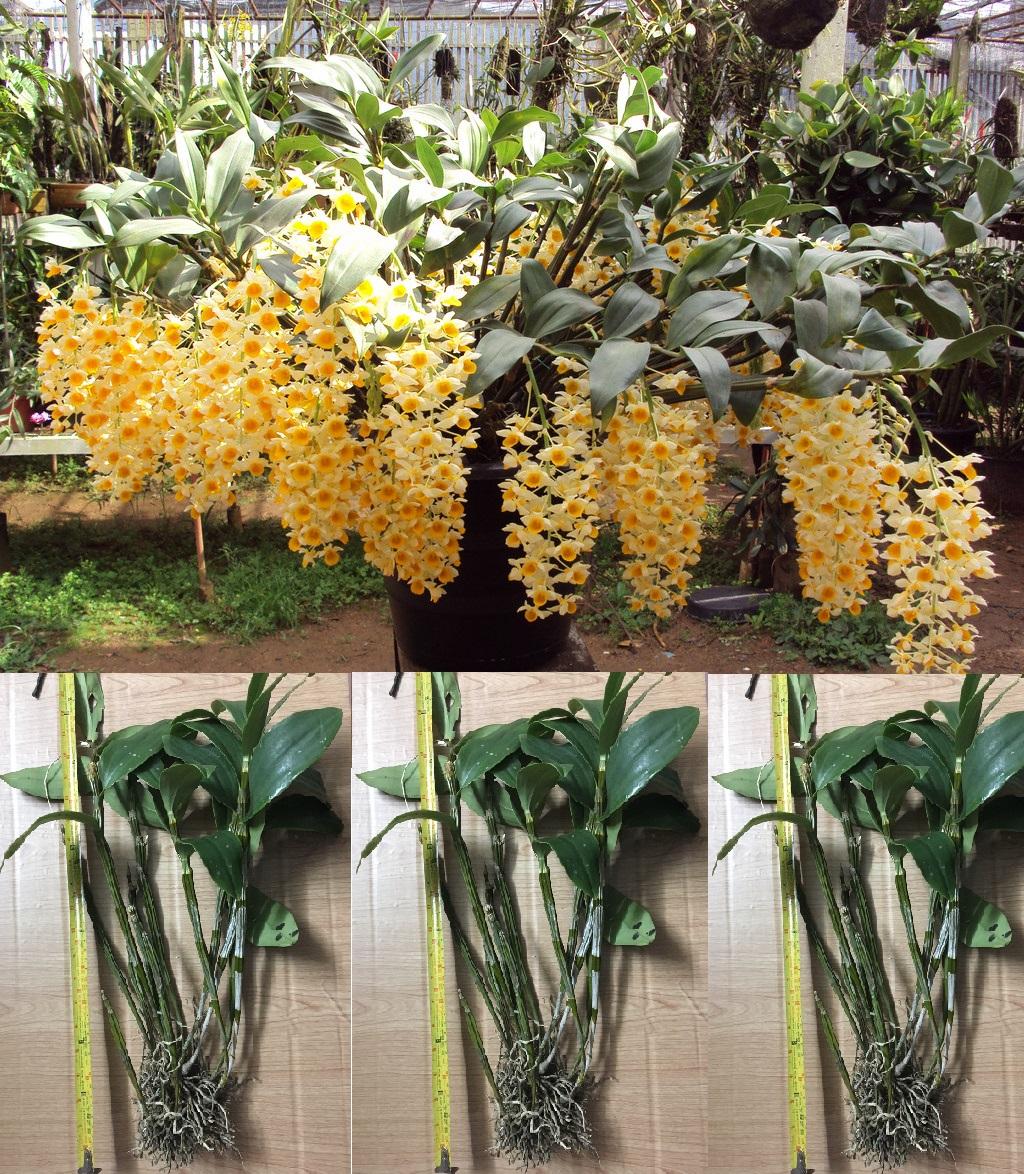 Tổng Hợp Kiều Vàng Giá Rẻ, Bán Chạy Tháng 10/2022 - Beecost