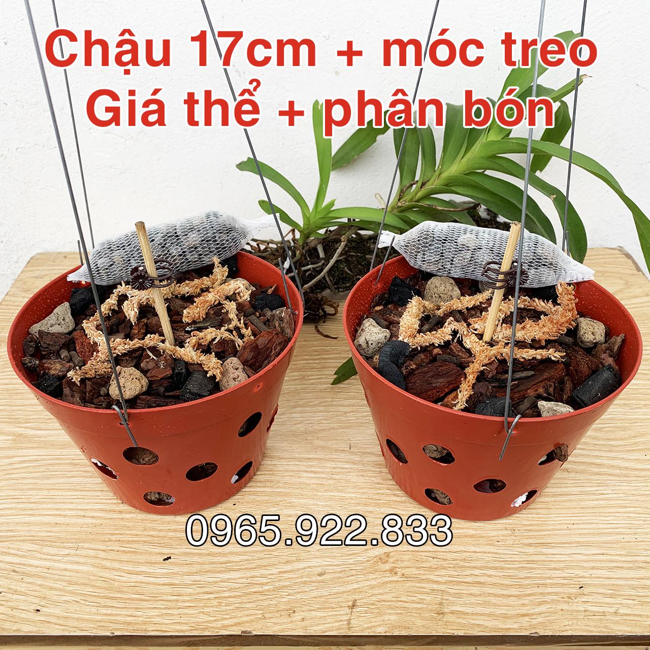 Combo 2 chậu giá thể trồng Lan hoàn chỉnh về chỉ việc ghép lan