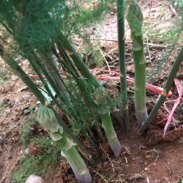 combo 10 cây giống măng tây