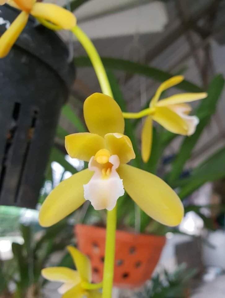 Kiếm phan trí hàng giống gieo hạt